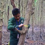 DBH measurement of trees in the Sundarbans