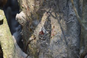 RFID chip inserted into a tree in the Sundarbans