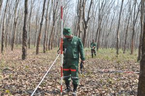Setting up plot boundary in a Rubber plantation in Sal area Tangail